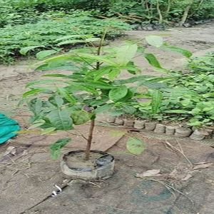 African Mahogany Plant