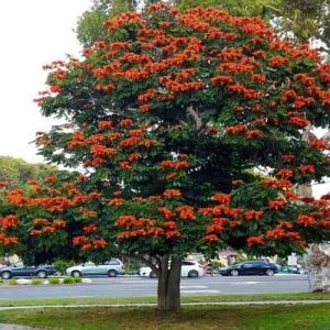 African Tulip Tree