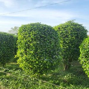 Benjamina Black Ficus Tree