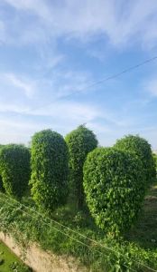 Benjamina Black Ficus Tree