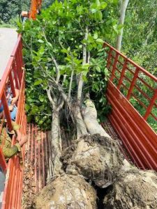 Big Banyan Tree