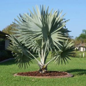 Bismarckia Palm Tree