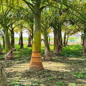 Bottle Palm Tree