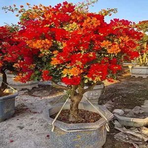 Bougainvillea Flower Plant