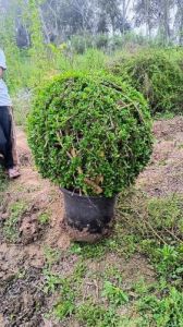 Chiku Fruit Plant