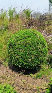 Chiku Fruit Plant