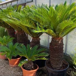 Cycas Revoluta Plant