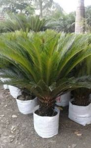 Cycas Revoluta Plant
