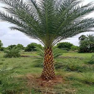 Date Palm Tree