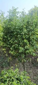 Ficus Benjamina Plant