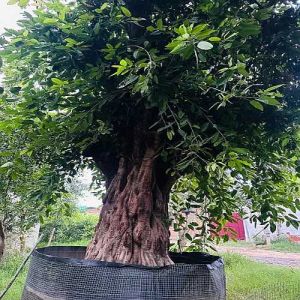 Ficus Infectoria Tree