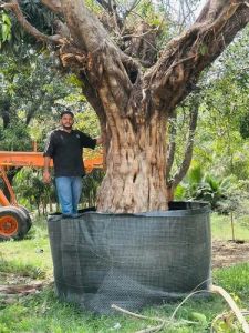 Ficus Infectoria Tree