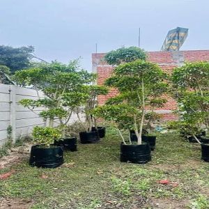 Ficus Retusa Plant