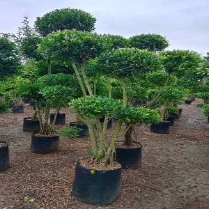 Ficus Retusa Topiary Plant
