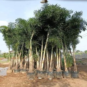 Foxtail Palm Tree