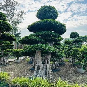 Imported Microcarpa Bonsai Plant