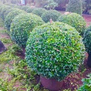 Malpighia Boll Gardens Plant