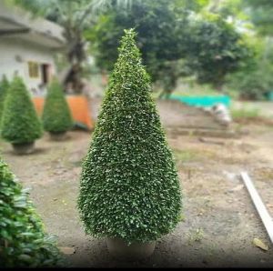 Malpighia Cone Plant for Garden