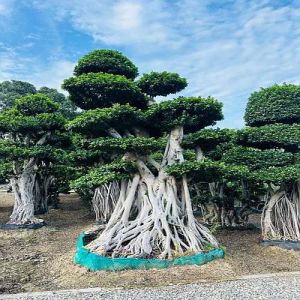 Micro Carpa Imported Bonsai Plant
