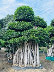 Micro Carpa Imported Bonsai Plant
