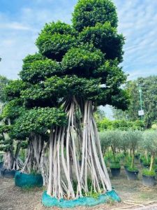 Micro Carpa Imported Bonsai Plant