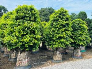 Micro Carpa Imported Bonsai Plant
