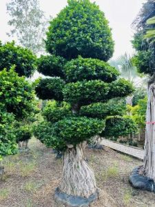 Micro Carpa Imported Bonsai Plant
