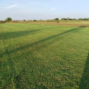 Natural Green Grass