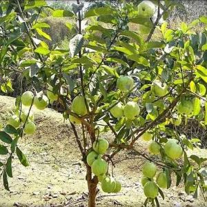 Natural Guava Plant