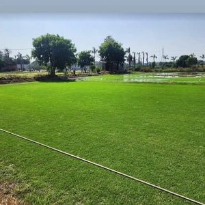 Natural Lawn Grass