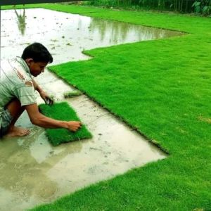 Natural Lawn Grass