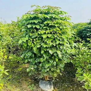 Red Machera Plant