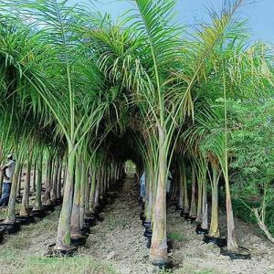 Royal Palm Tree
