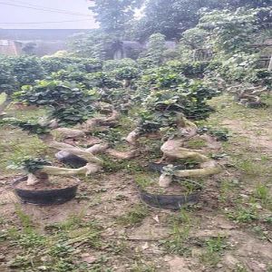 S Shape Microcarpa Plant
