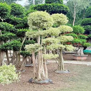 Starlite Microcarpa Bonsai Plant