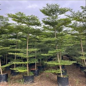 Terminalia Mantaly Plant