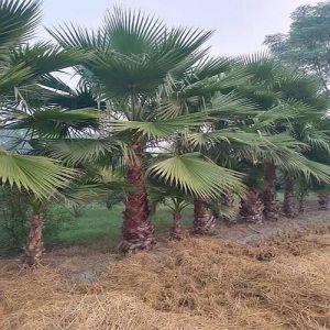 Washingtonia Palm Tree