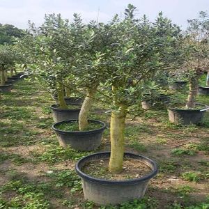 Well Drained Outdoor Olive Tree Bonsai Plant