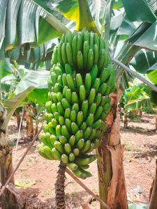 A Grade Raw Nendran Banana