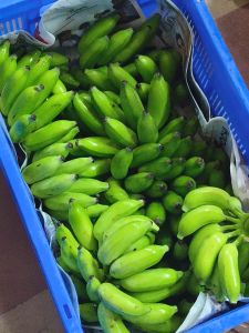 A Grade Fresh Yelakki Banana