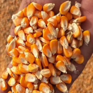 Dried Maize Seeds Dried Maize Seeds