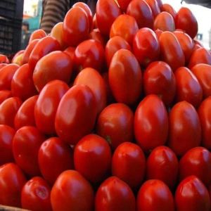 Fresh Hybrid Tomato Fresh Hybrid Tomato