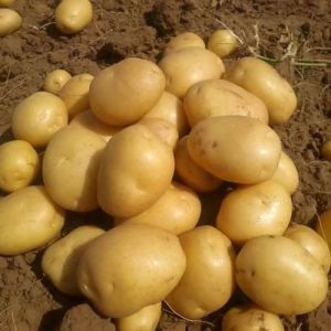 Fresh Pukhraj Potato Fresh Pukhraj Potato