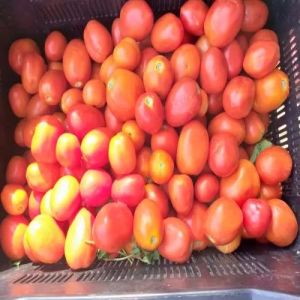 Fresh Raw Tomato Fresh Raw Tomato