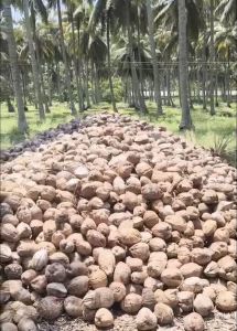 Whole Dry Coconut