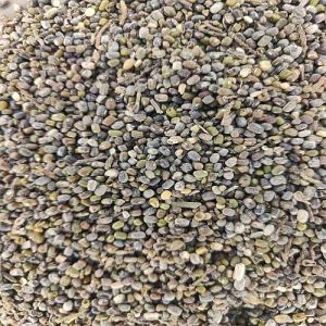 Damaged Moong Seeds