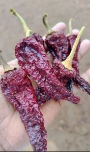 Kashmiri Dried Red Chilli