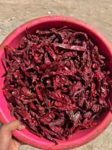 Whole Dried Kashmiri Red Chilli