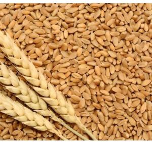 Golden Milling Wheat Grain