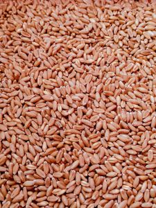 Sharbati Wheat Seeds